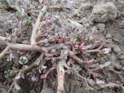 Image of common purslane