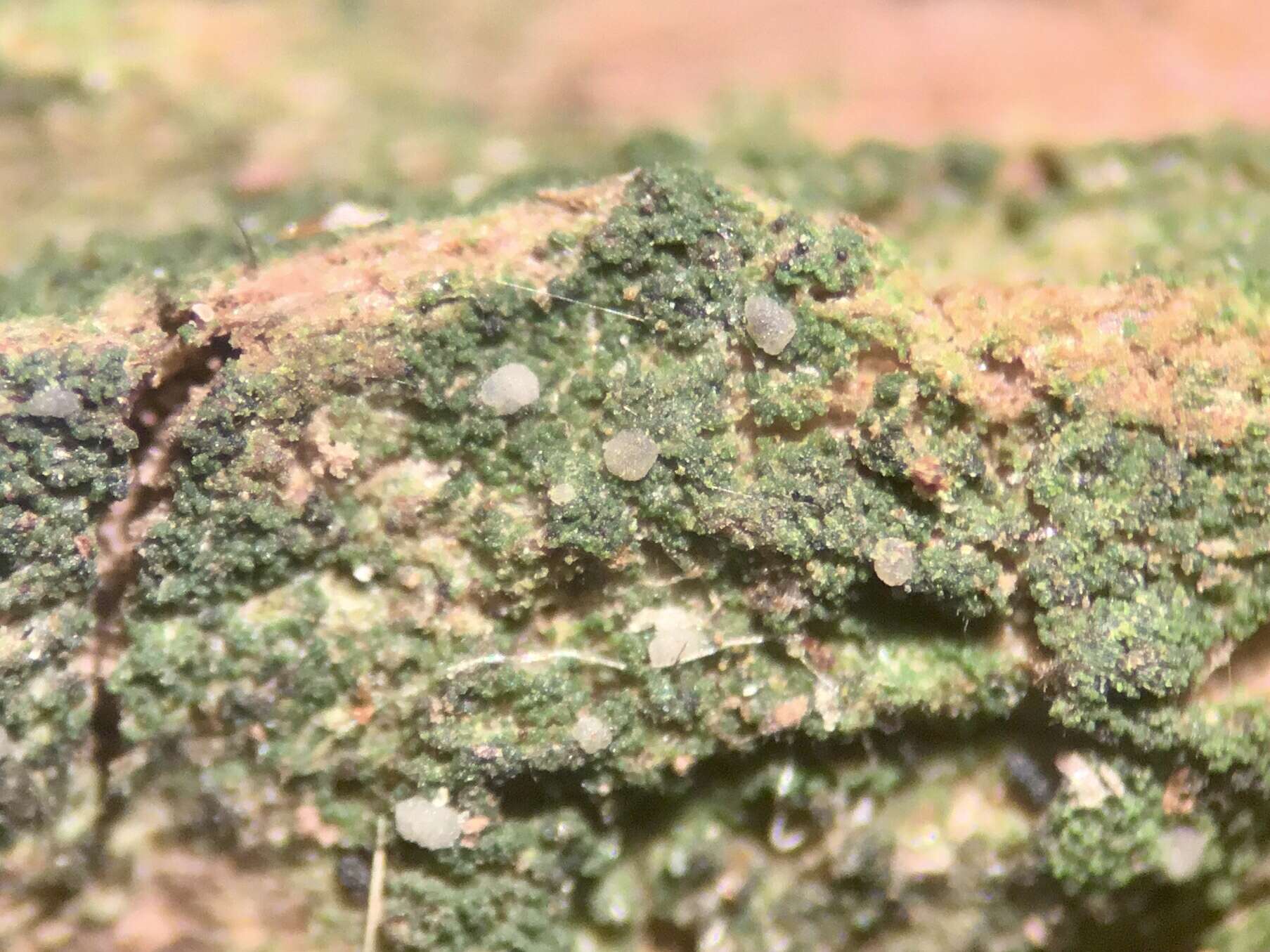 Image of dot lichen