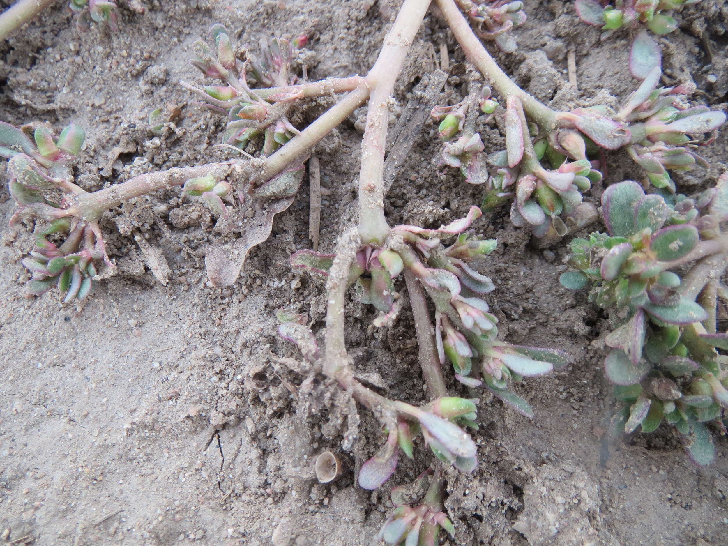 Image of common purslane