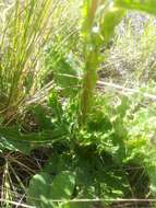 Image of Berkheya purpurea (DC.) Benth. & Hook. fil. ex Mast.