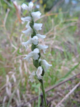 Image of Nodding lady's tresses