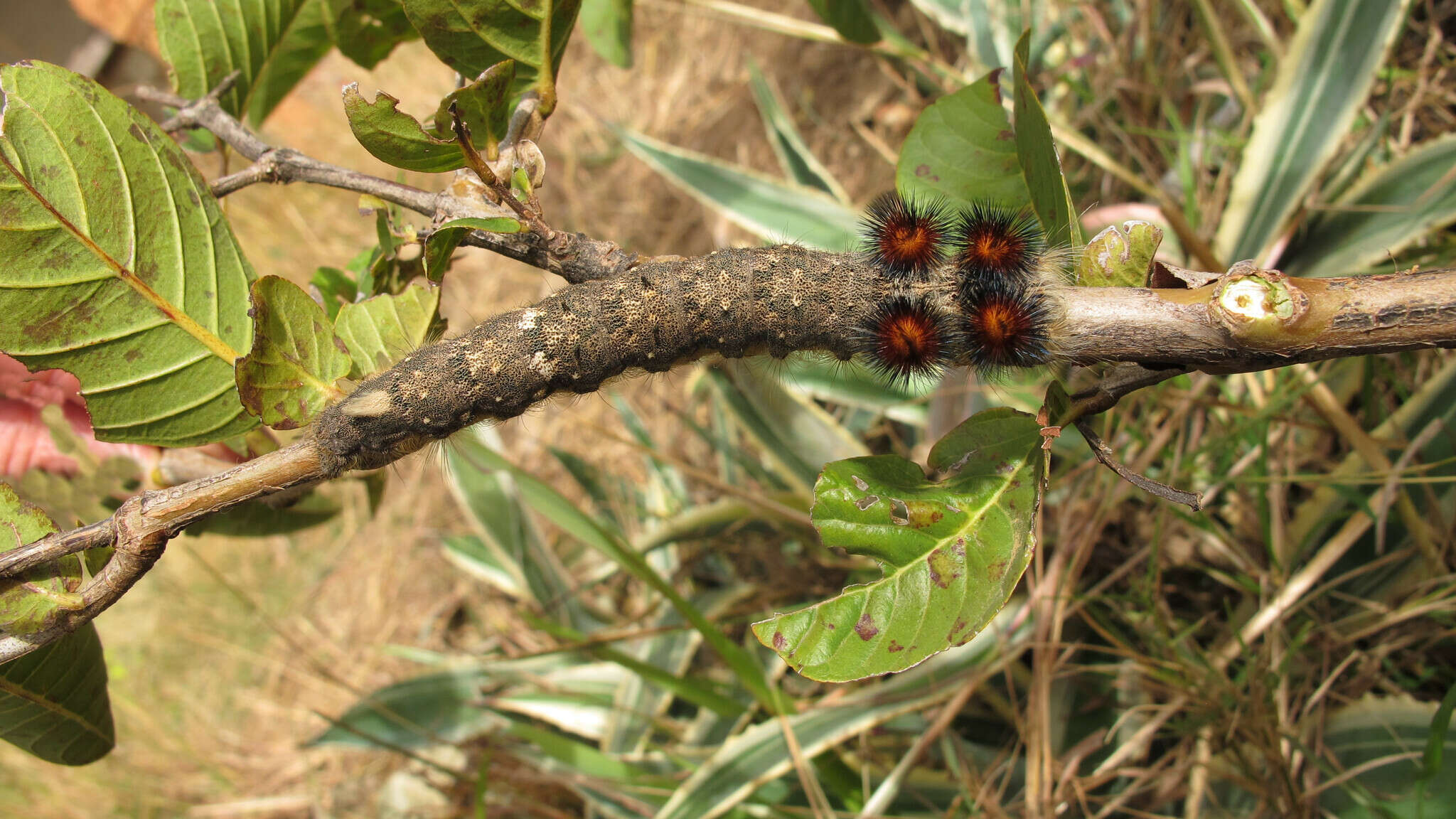 Слика од Borocera madagascariensis Boisduval 1833