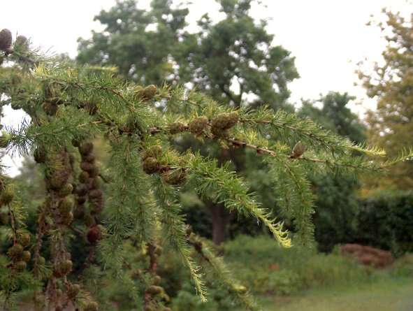 Image of European Larch