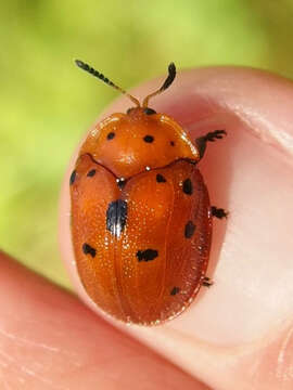 Image of Chelymorpha phytophagica Crotch 1873