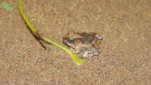 Image of Peters' four-eyed frog