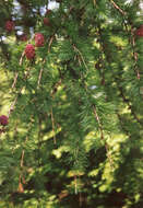 Image of European Larch