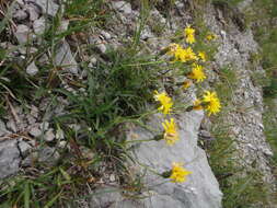 Image of Crepis jacquinii subsp. jacquinii