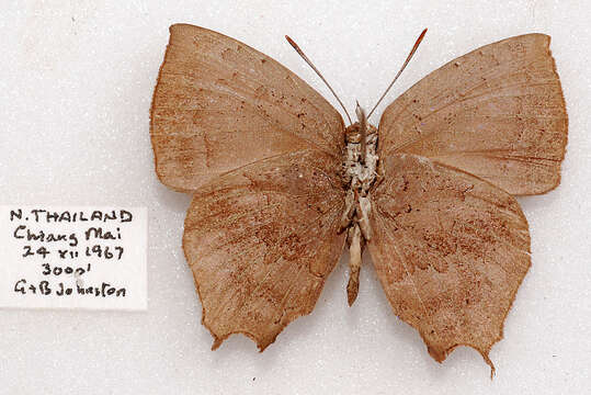 Surendra quercetorum (Moore 1857) resmi