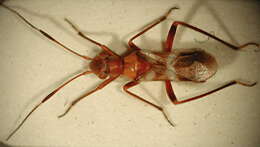 Image of Myrmecoris