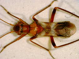 Image of Myrmecoris