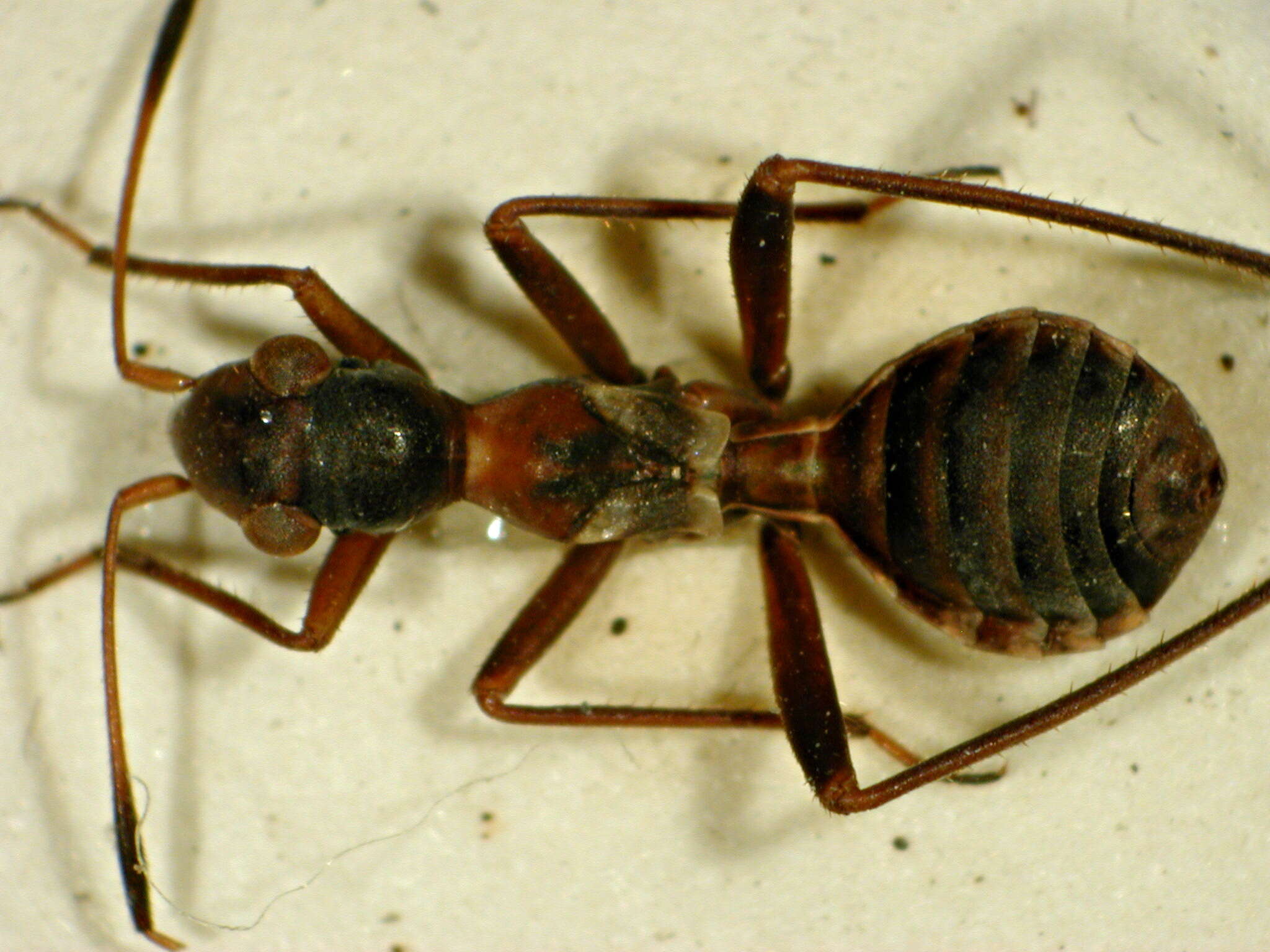 Image of Myrmecoris