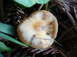 Psilocybe cyanescens Wakef. 1946的圖片