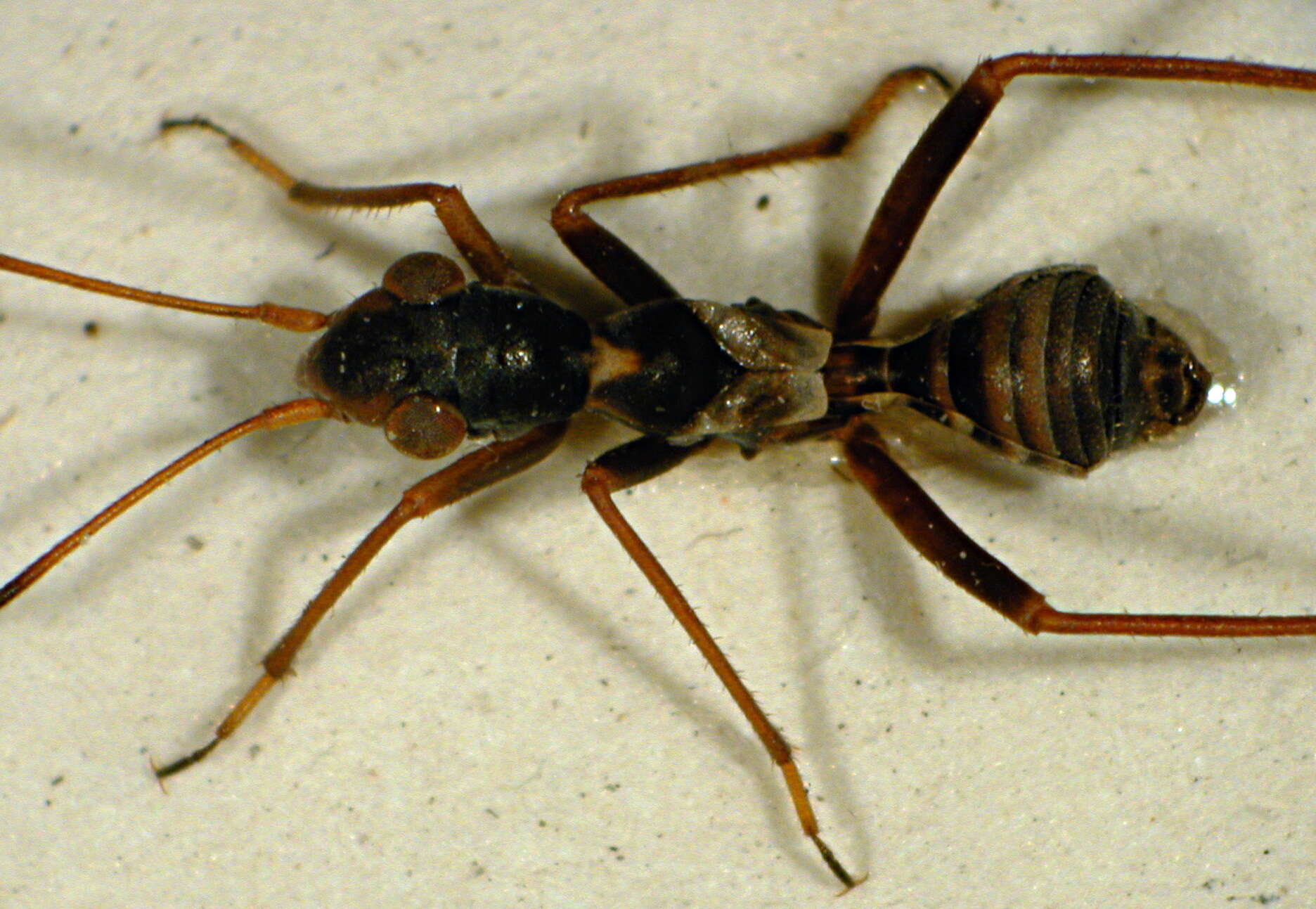 Image of Myrmecoris