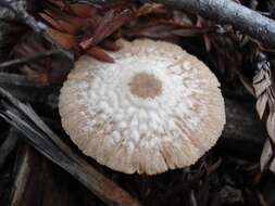 Image of Tubaria furfuracea (Pers.) Gillet 1876