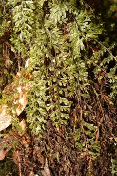 Image of graceful filmy fern