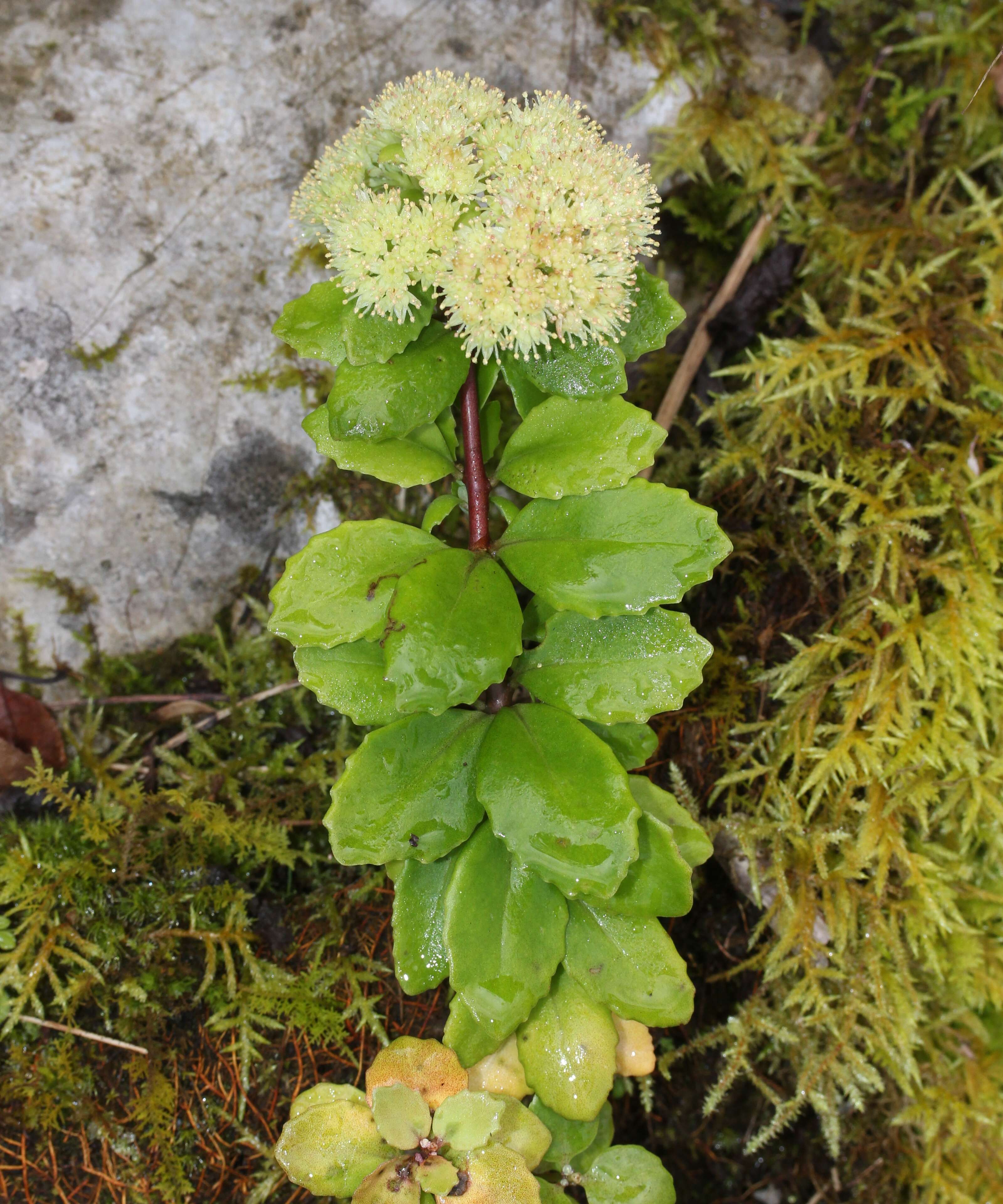 Image of stonecrop