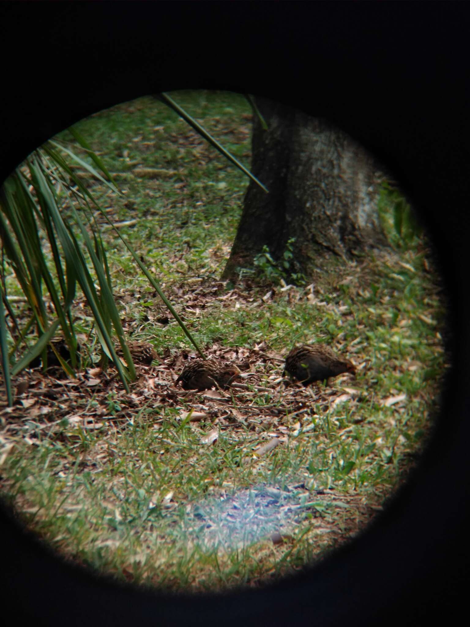 Image of Spot-winged Wood Quail