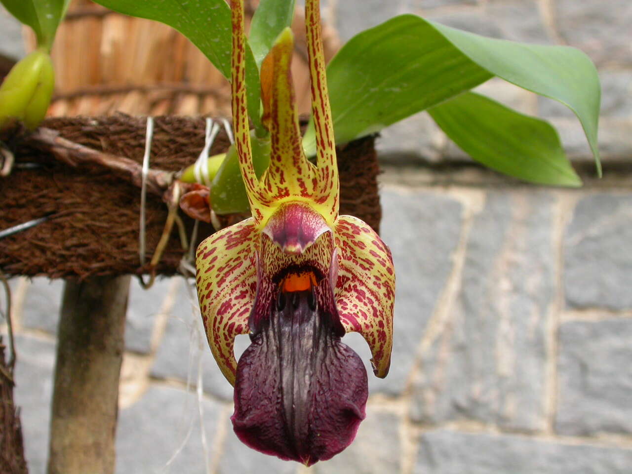 Image de Dendrobium amplum Lindl.