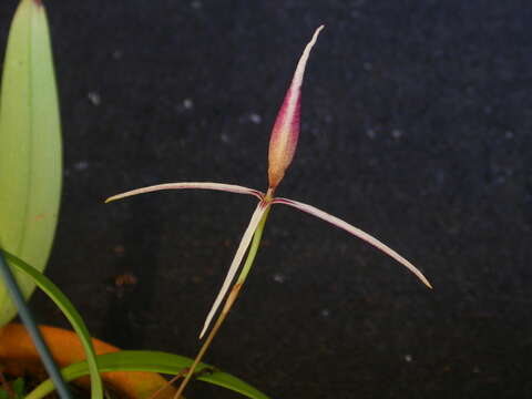 Image of Bulbophyllum nitidum Schltr.