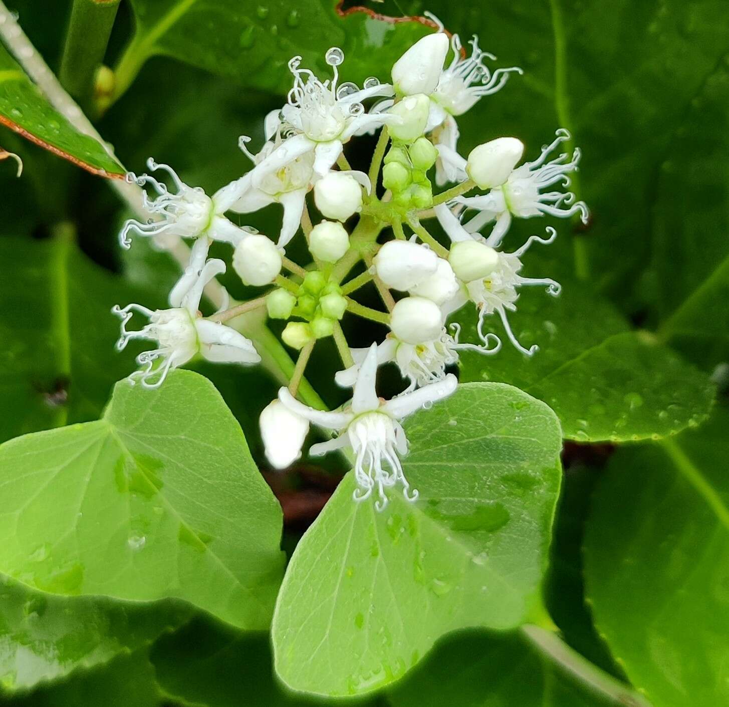 Image of Vincetoxicum pubescens (Bunge) Kuntze