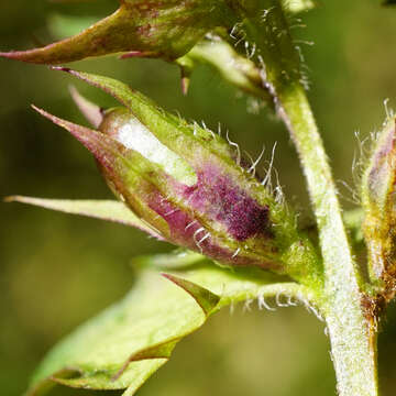 Слика од Melampyrum subalpinum (Juratzka) A. Kerner