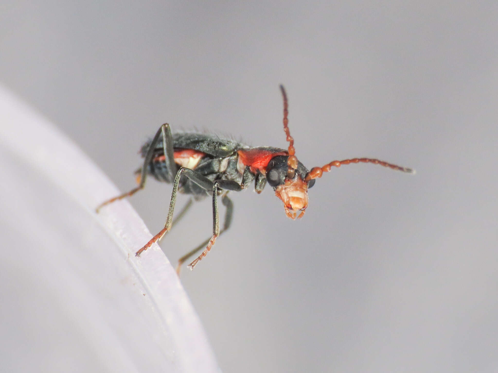 Cyrtosus cyanipennis resmi