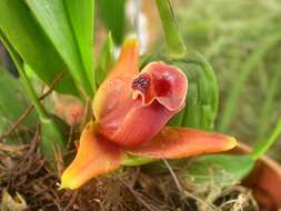 Image of Maxillaria desvauxiana Rchb. fil.