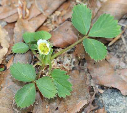 Image of Fragaria iinumae Makino