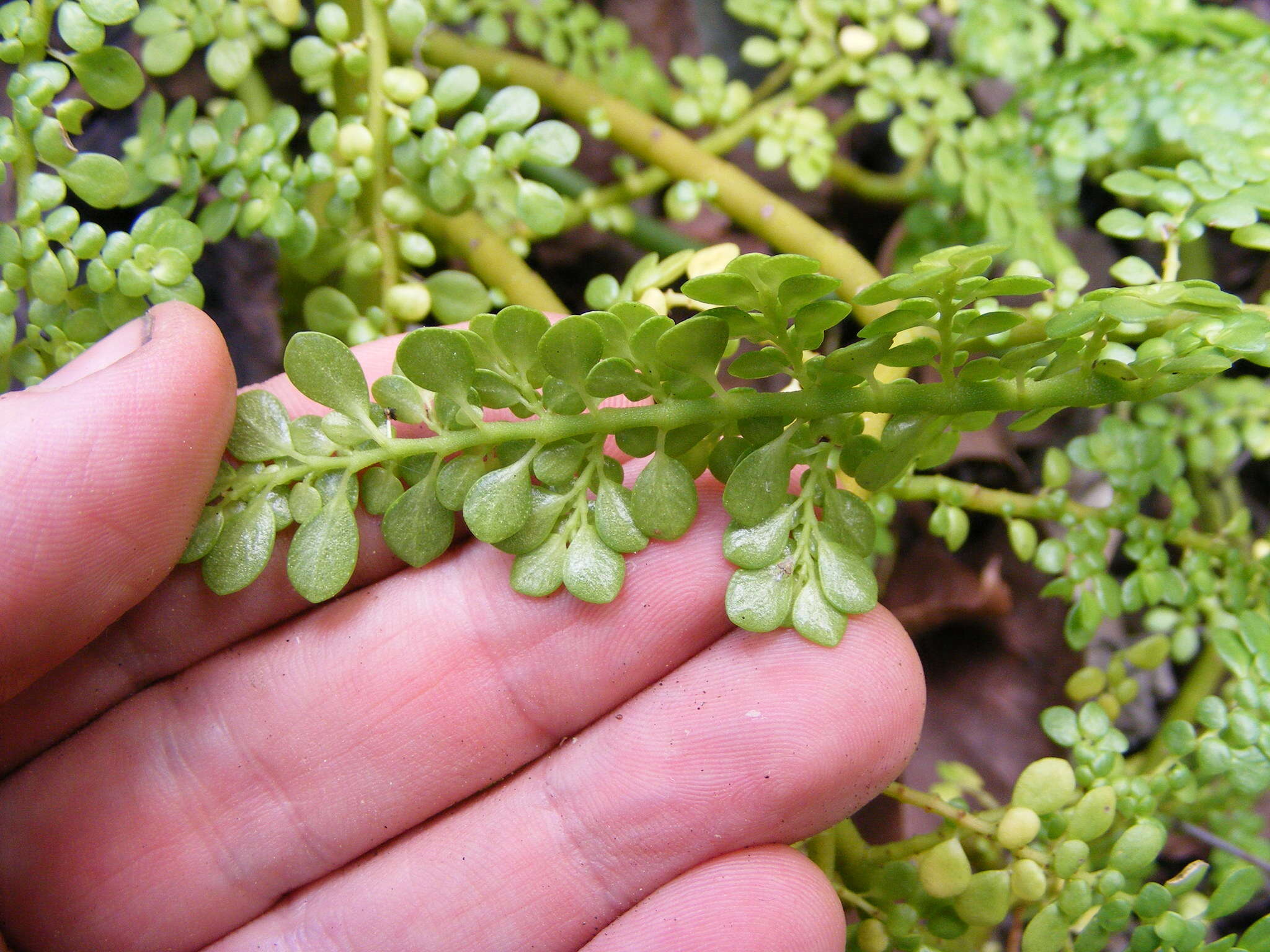 Pilea margarettae Britton的圖片