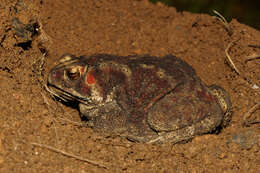 Image of asian black spotted toad