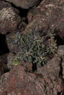 Image of Mt. Lassen draba