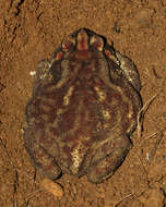 Image of asian black spotted toad