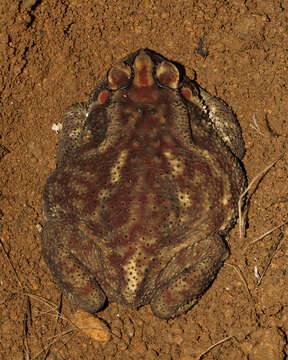 Image of Asian black-spined toad