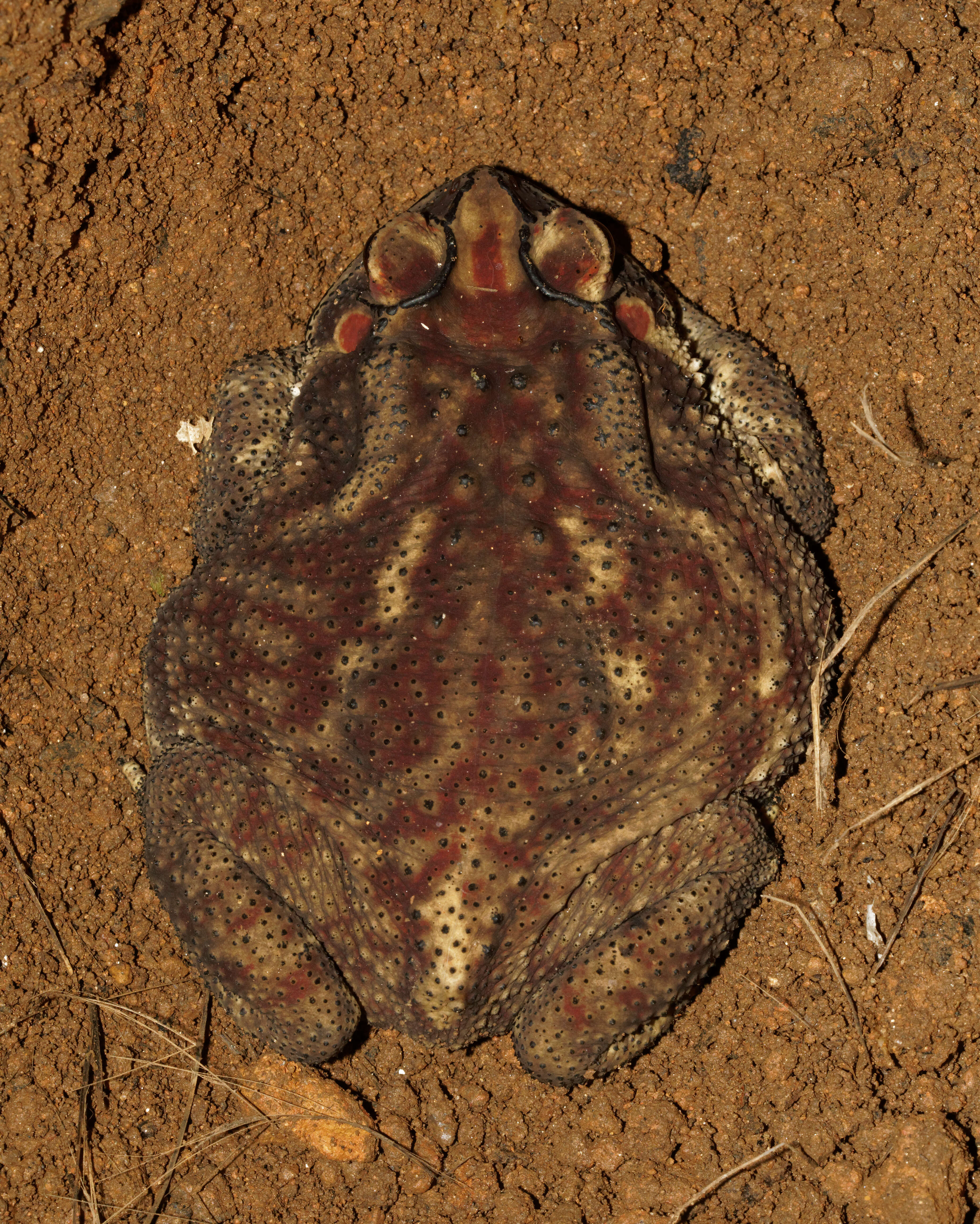 Image of asian black spotted toad