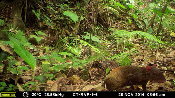 Image of Central American Agouti