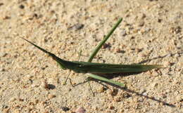 Image of Acrida acuminata Stål 1873