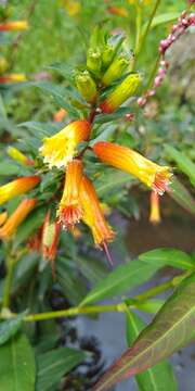 Image of Cigarette bush