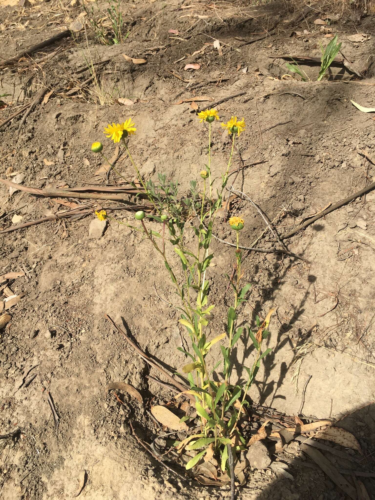 Слика од Grindelia hirsutula Hook. & Arn.