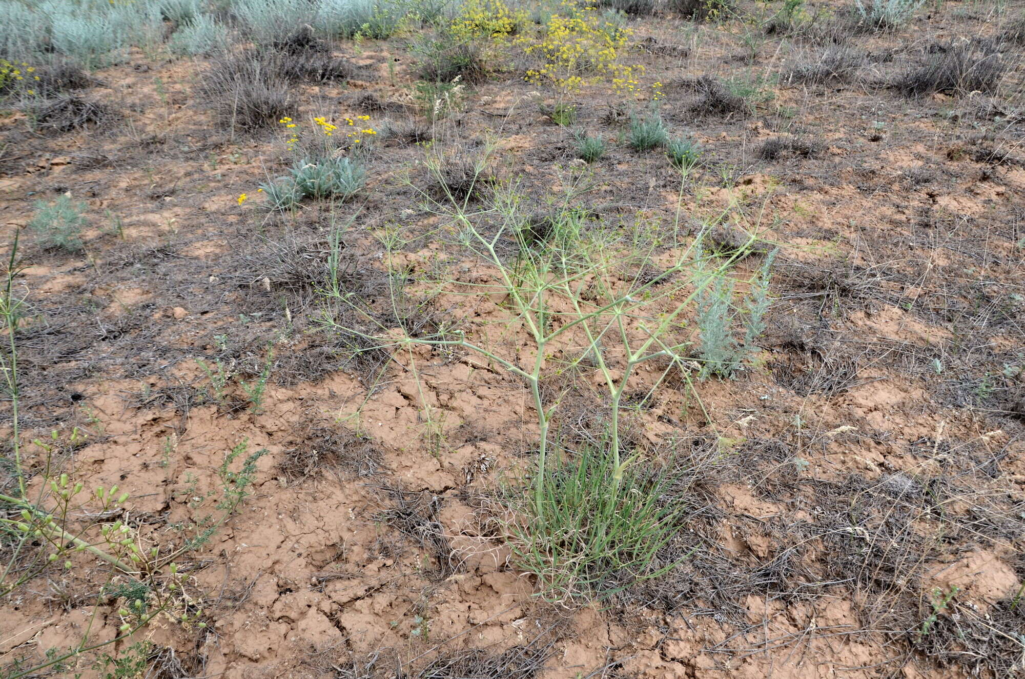 Image of Eriosynaphe longifolia (Fisch. ex Spreng.) DC.