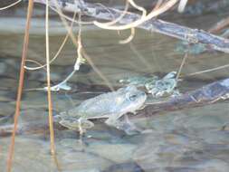 Image of Iranian Earless Toad