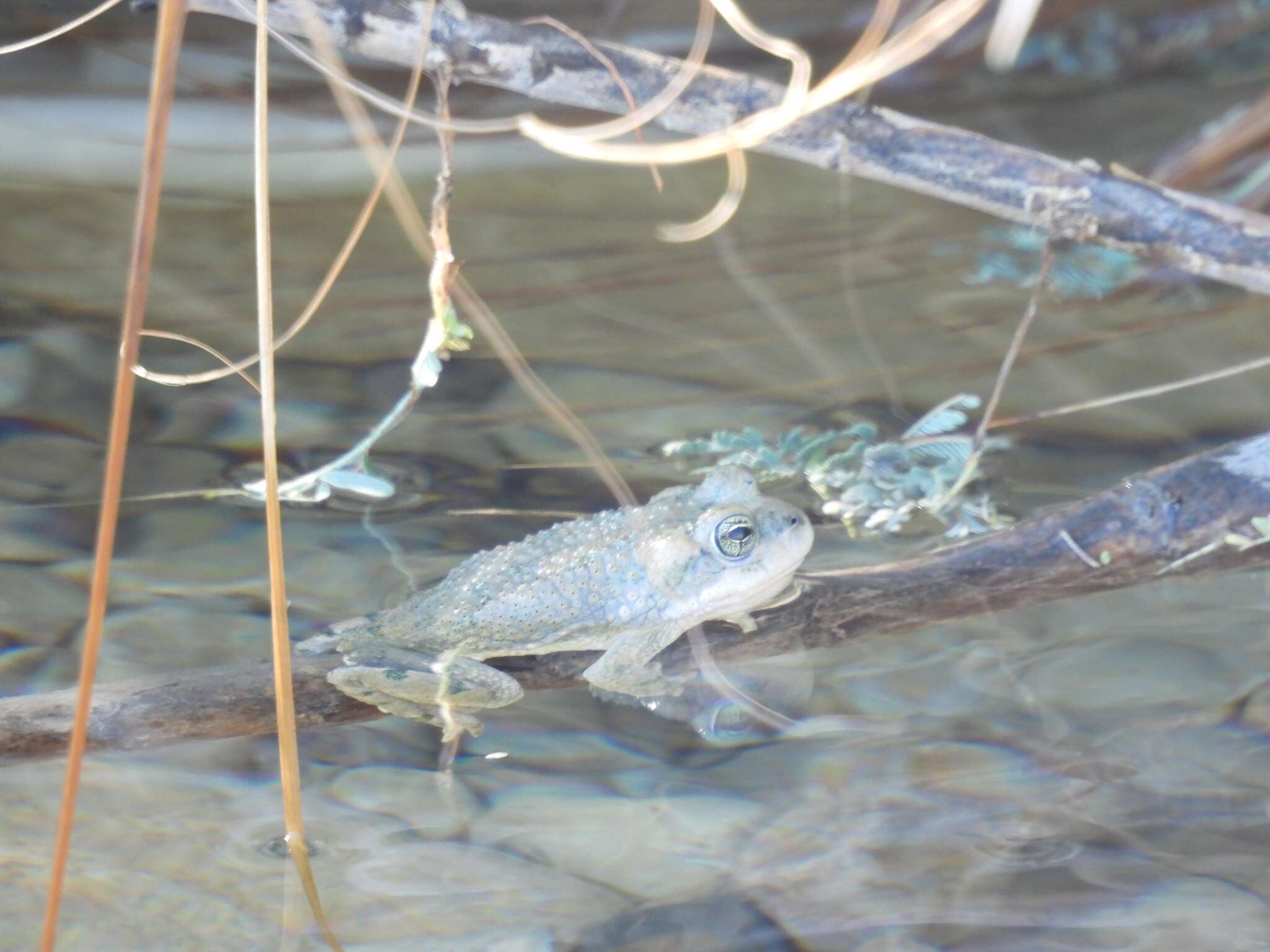 Image of Iranian Earless Toad