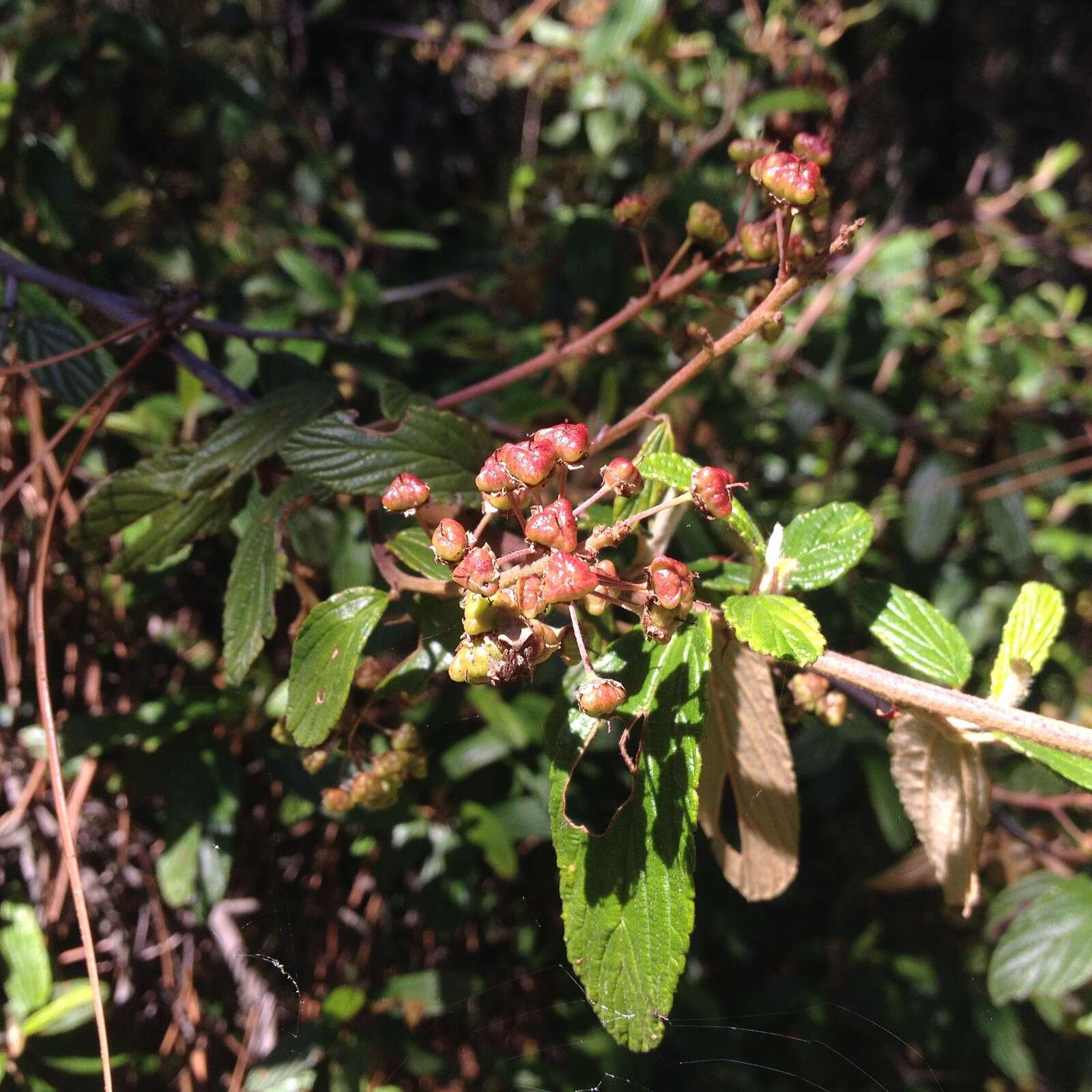 Image of Ceanothus caeruleus Lag.