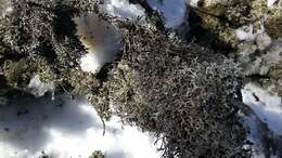 Image of farinose cartilage lichen