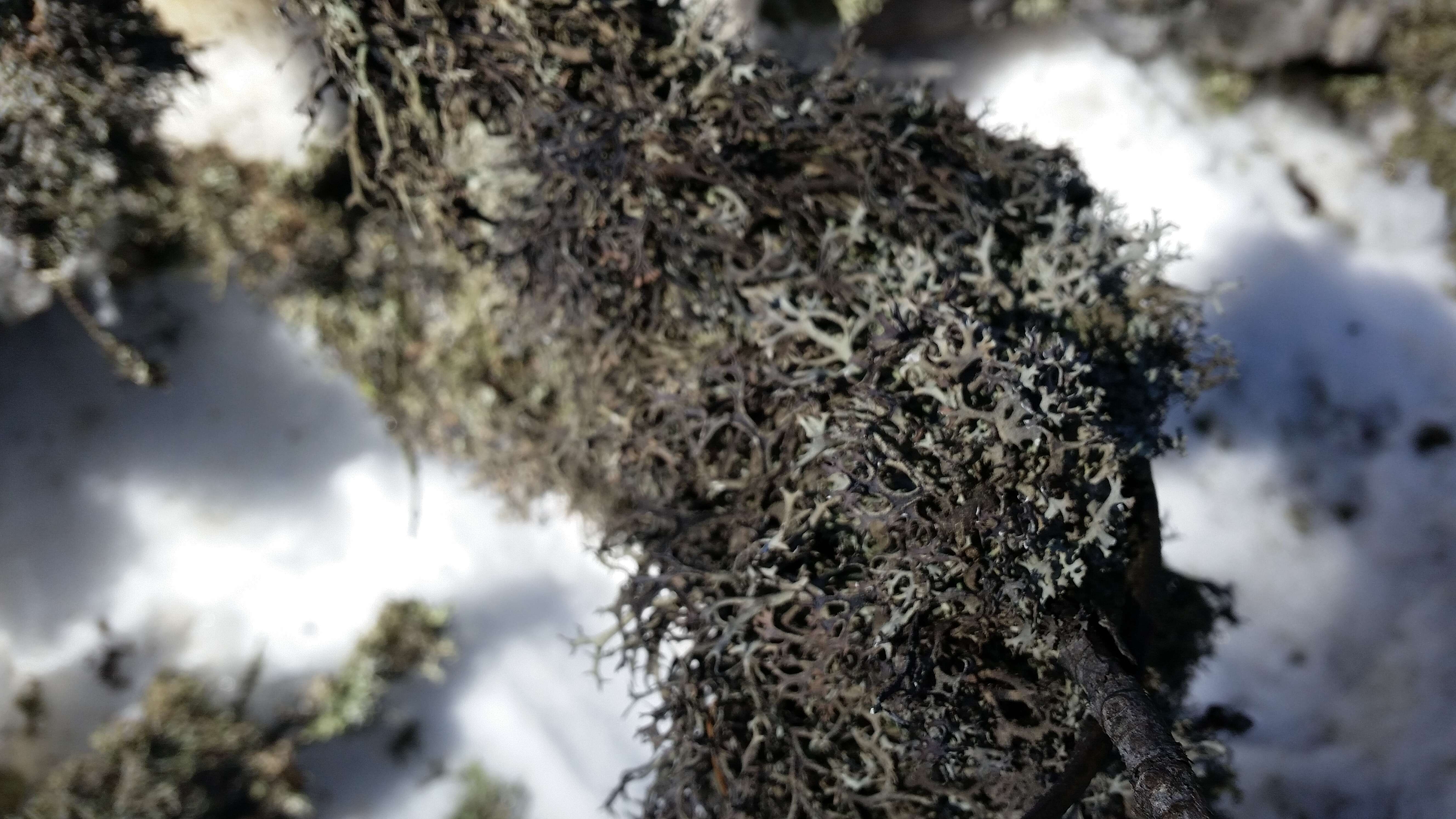 Image of farinose cartilage lichen