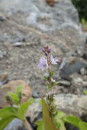 Image of Health Speedwell