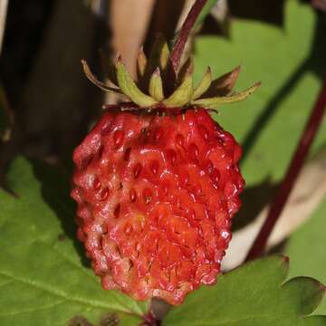 Image of Fragaria iinumae Makino