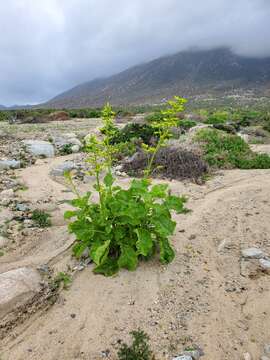 Image of Nicotiana solanifolia Walp.