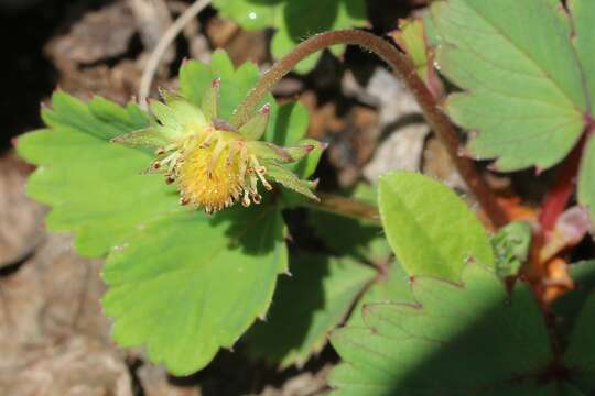 Image of Fragaria iinumae Makino