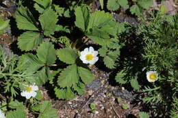 Image of Fragaria iinumae Makino