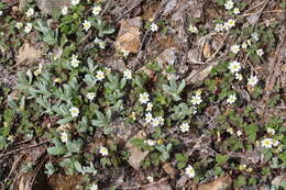 Imagem de Anaphalis margaritacea (L.) Benth.